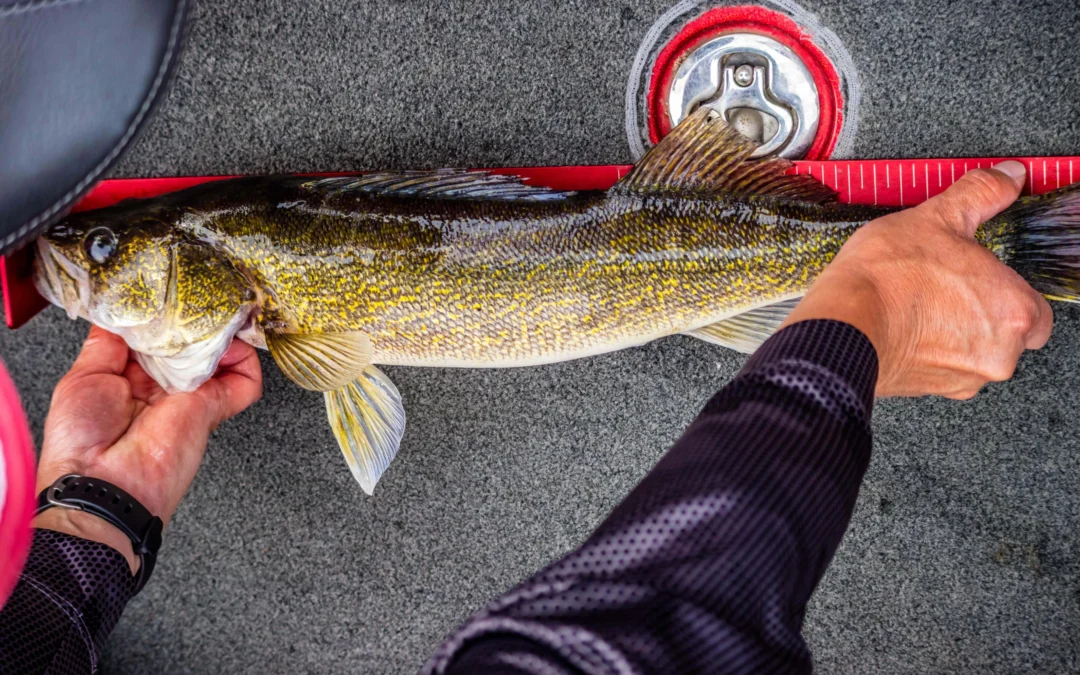 Walleye Size Calculator: Length and Weight