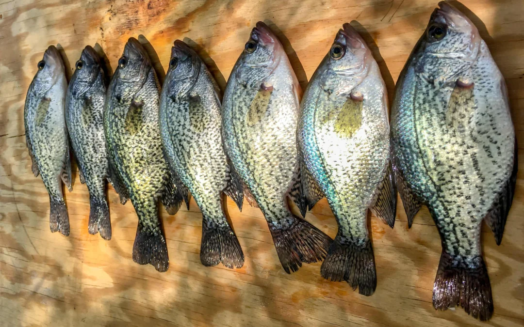 Ranking the Most Popular Crappie Lakes in Minnesota: Updated 2025