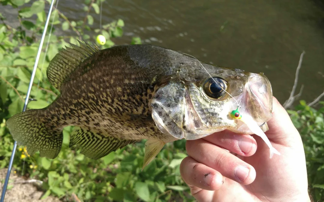 Best Time to Catch Crappie: Seasonal Slab Patterns, Water Temps, and Fishing Tips