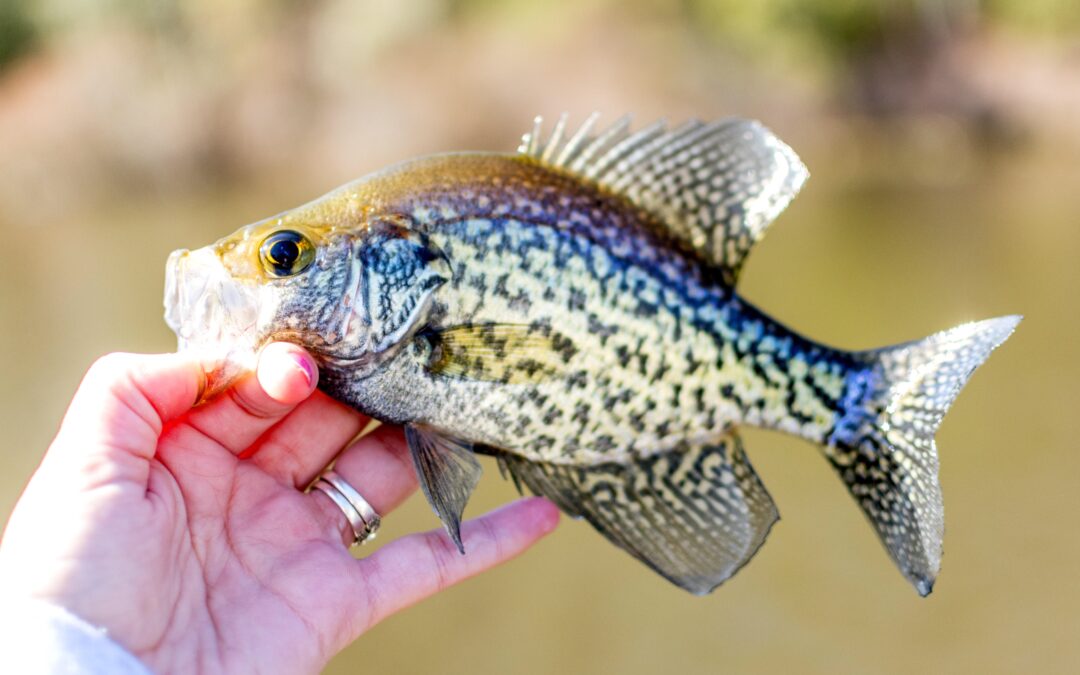 The Best Crappie Jigs: Catch More Slabs by Understanding Jig Colors and Characteristics